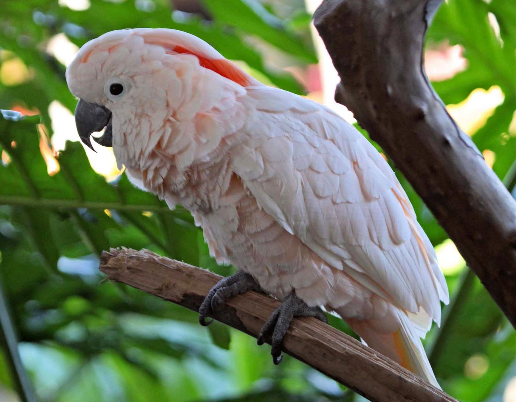 Cacatua delle Molucche o del maggiore Mitchell (Cacatua moluccensis)