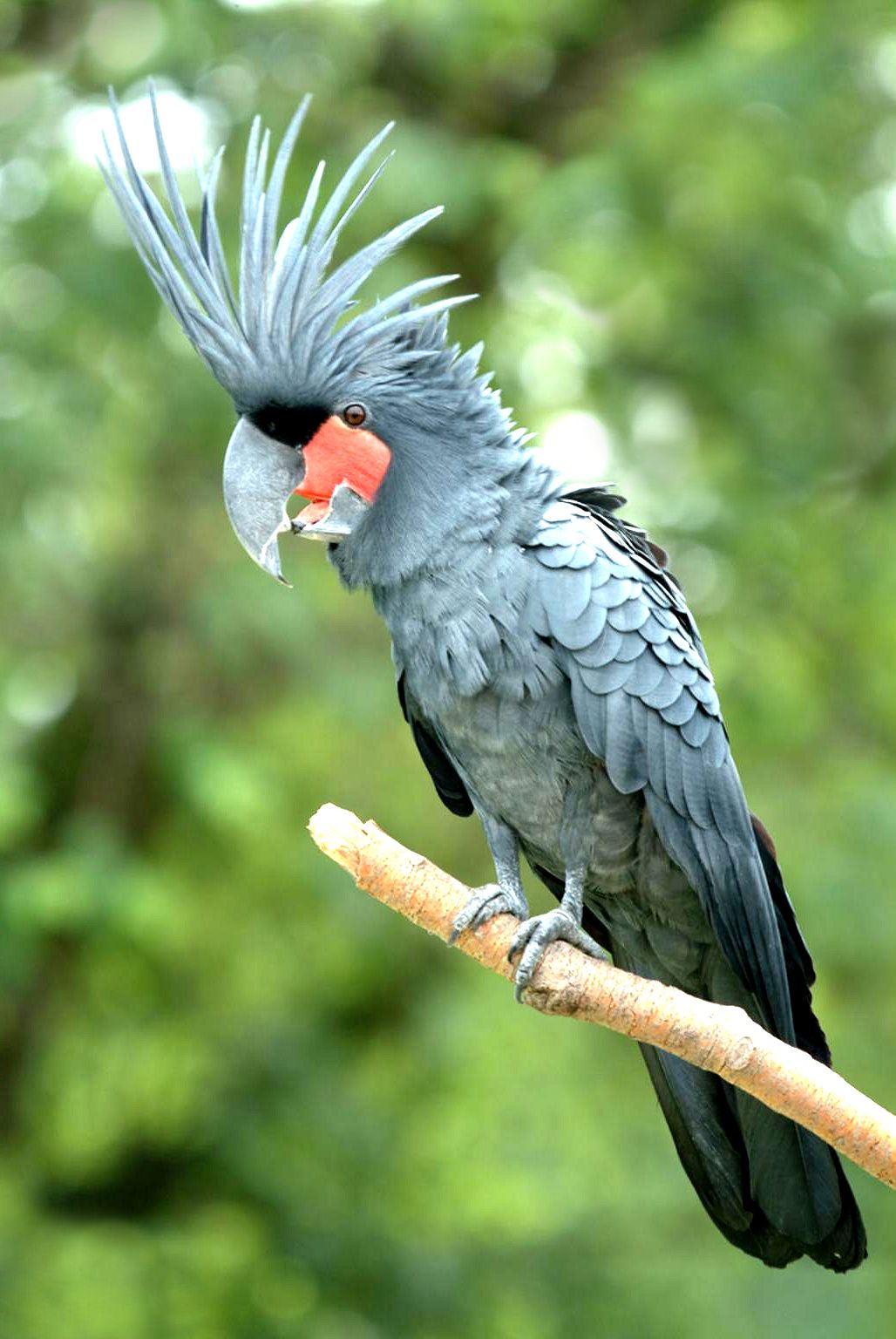 Cacatua delle palme (probosciger aterrimus)