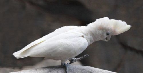 Cacatua ducorpsi