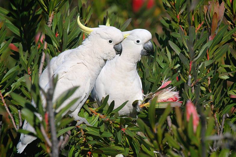 Cacatua ciuffo giallo (cacatua galerita)