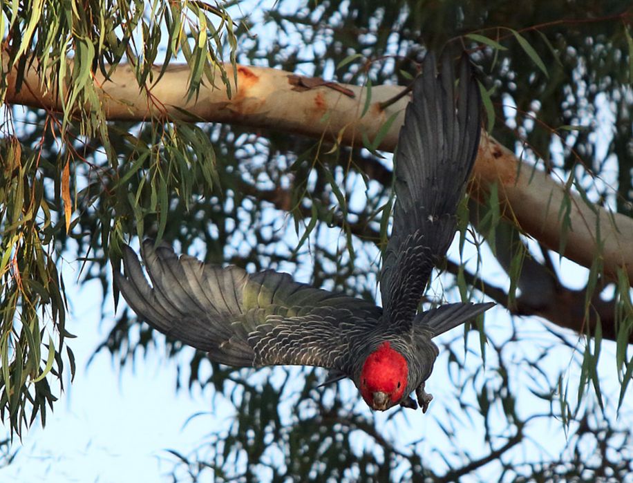 Cacatua gang-gang (callocephalon fimbriatum)