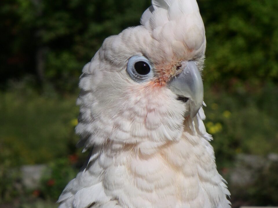 Cacatua di Goffin