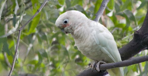 Cacatua goffini