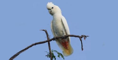 Cacatua haematuropygia