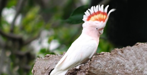 Cacatua leadbeateri