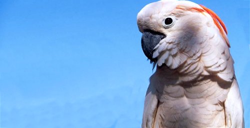 Cacatua moluccensis