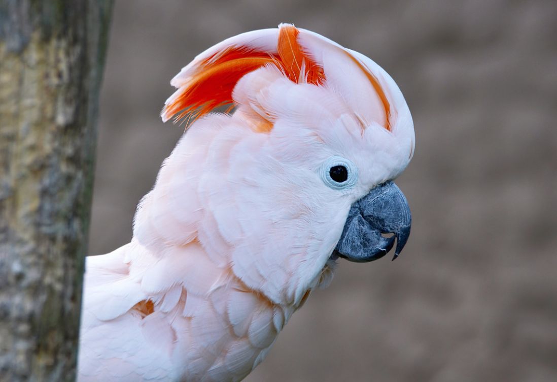 Cacatua delle Molucche (Cacatua moluccensis)