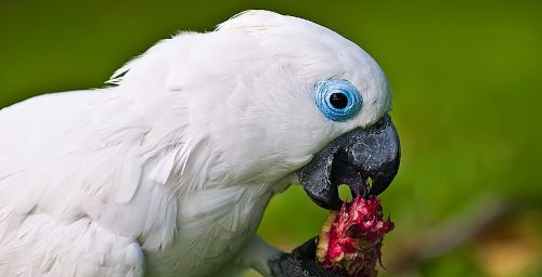 Cacatua ophtalmica