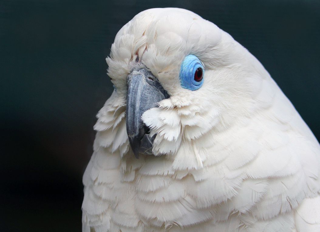 Cacatua dagli occhi blu (cacatua ophtalmica)