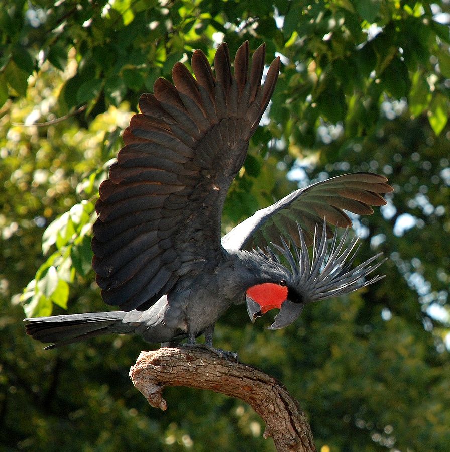 Cacatua delle palme (probosciger aterrimus)