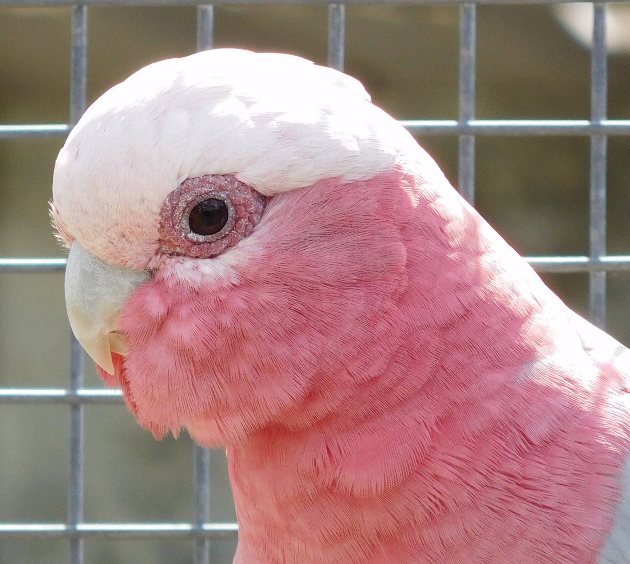 Cacatua rosato - Galah - (Eolophus roseicapilla)