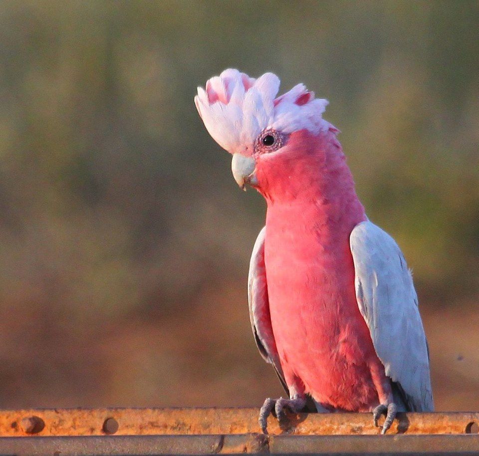 Cacatua rosato (eolophus roseicapillus)