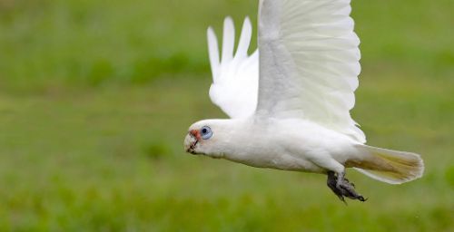 Cacatua sanguinea