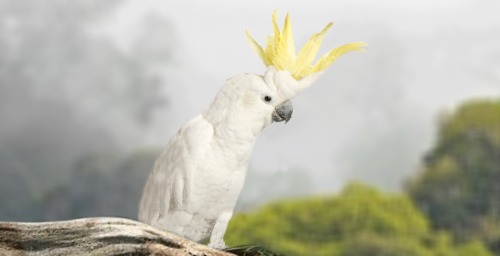 Cacatua sulphurea