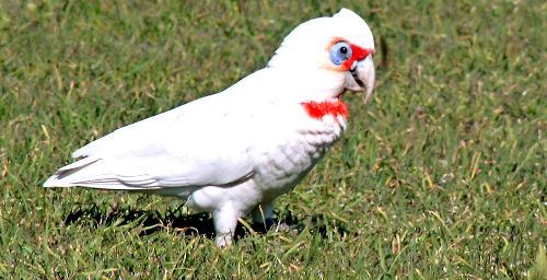 Cacatua tenuirostris