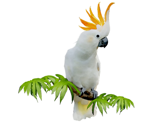 Cacatua