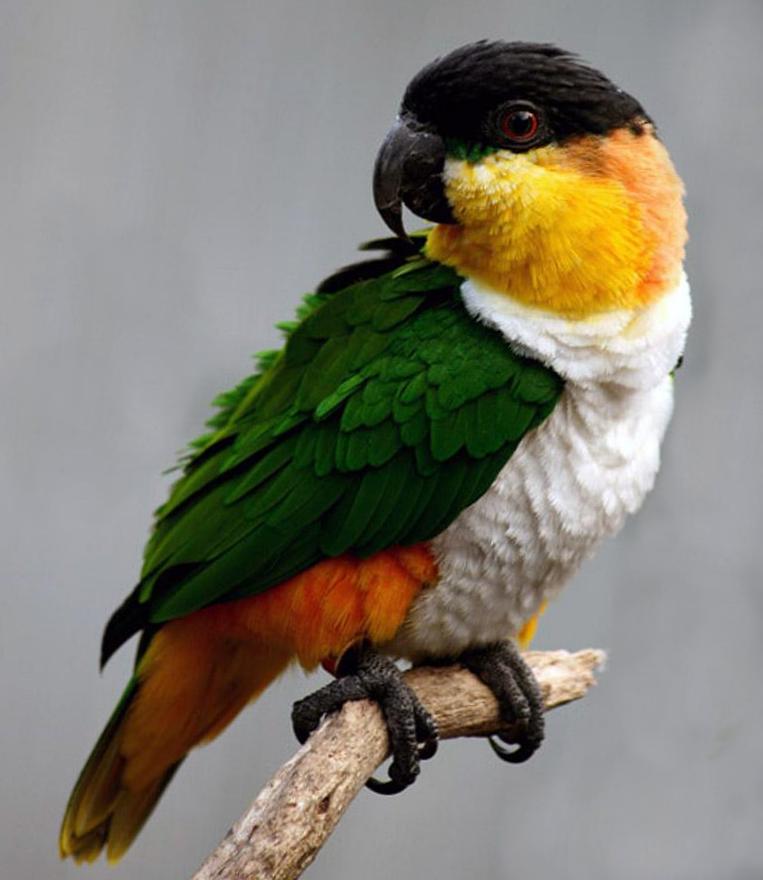 Caicco  testa nera (Pionites melanocephala)