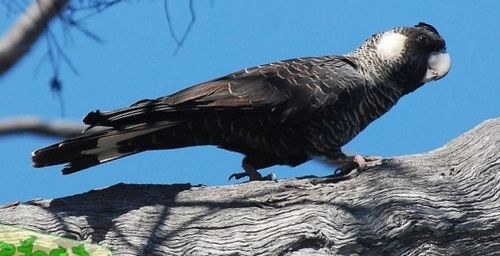 Calyptorhynchus baudinii