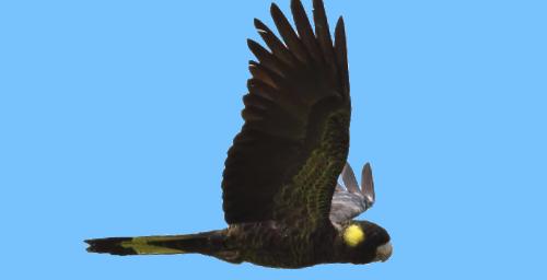 Calyptorhynchus funereus