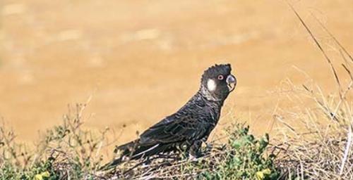 Calyptorhynchus latirostris