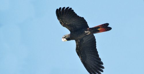 Calyptorhynchus magnificus