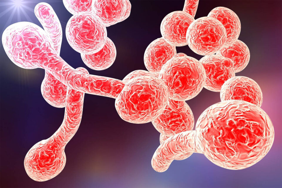 Candida pappagalli