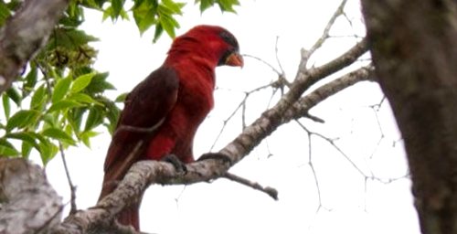 Chalcopsitta cardinalis