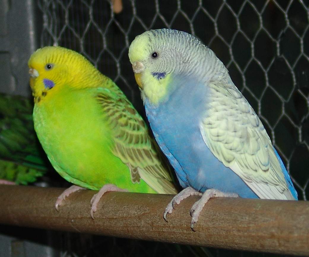 Pappagallini ondulati (melopsittacus undulatus)