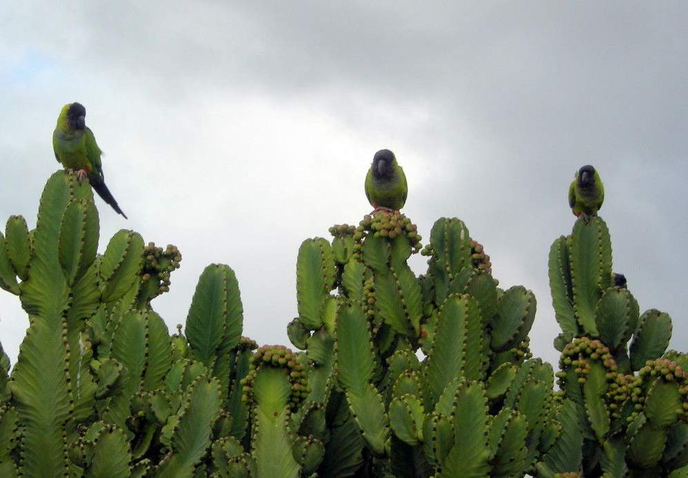 Conuri nanday (Aratinga nenday)