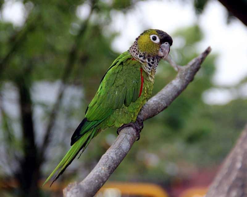 Conuro capo nero (Pyrrhura rupicola)