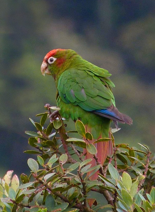 Pappagallo a corona rosa (Pyrrhura rhodocephala)