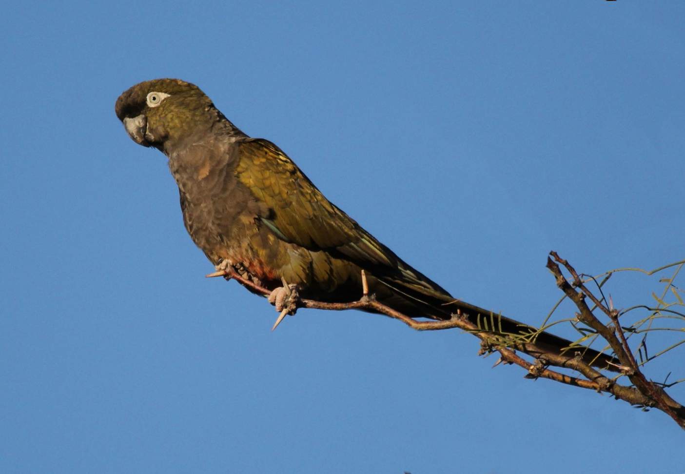 Conuro della patagonia (cyanoliseus patagonus)