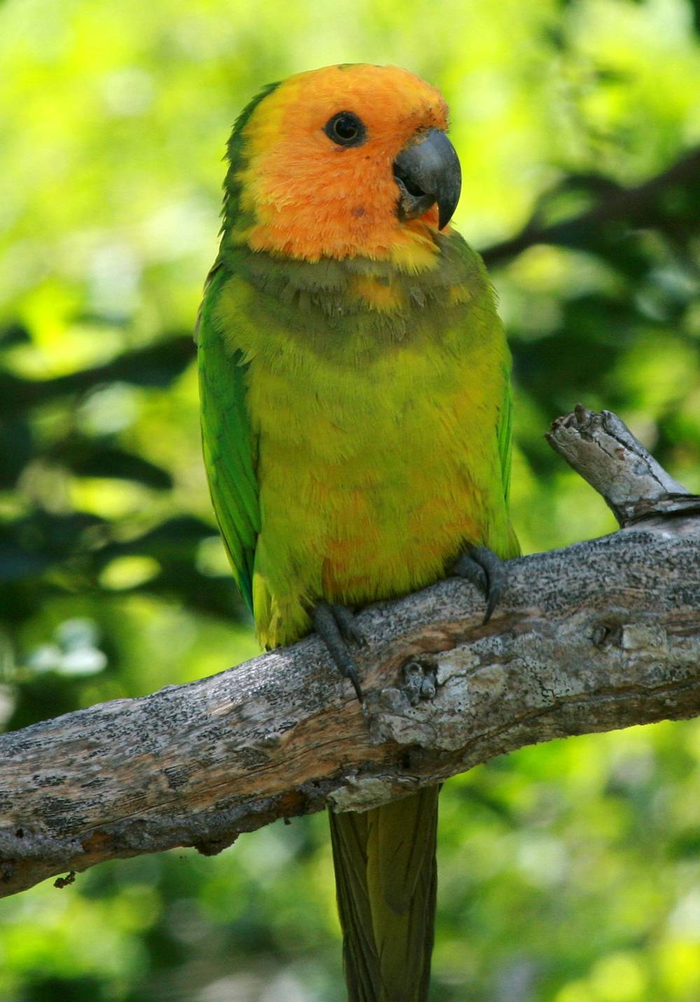 Esemplare di conuro cola bruna (eupsittula pertinax) su ramo