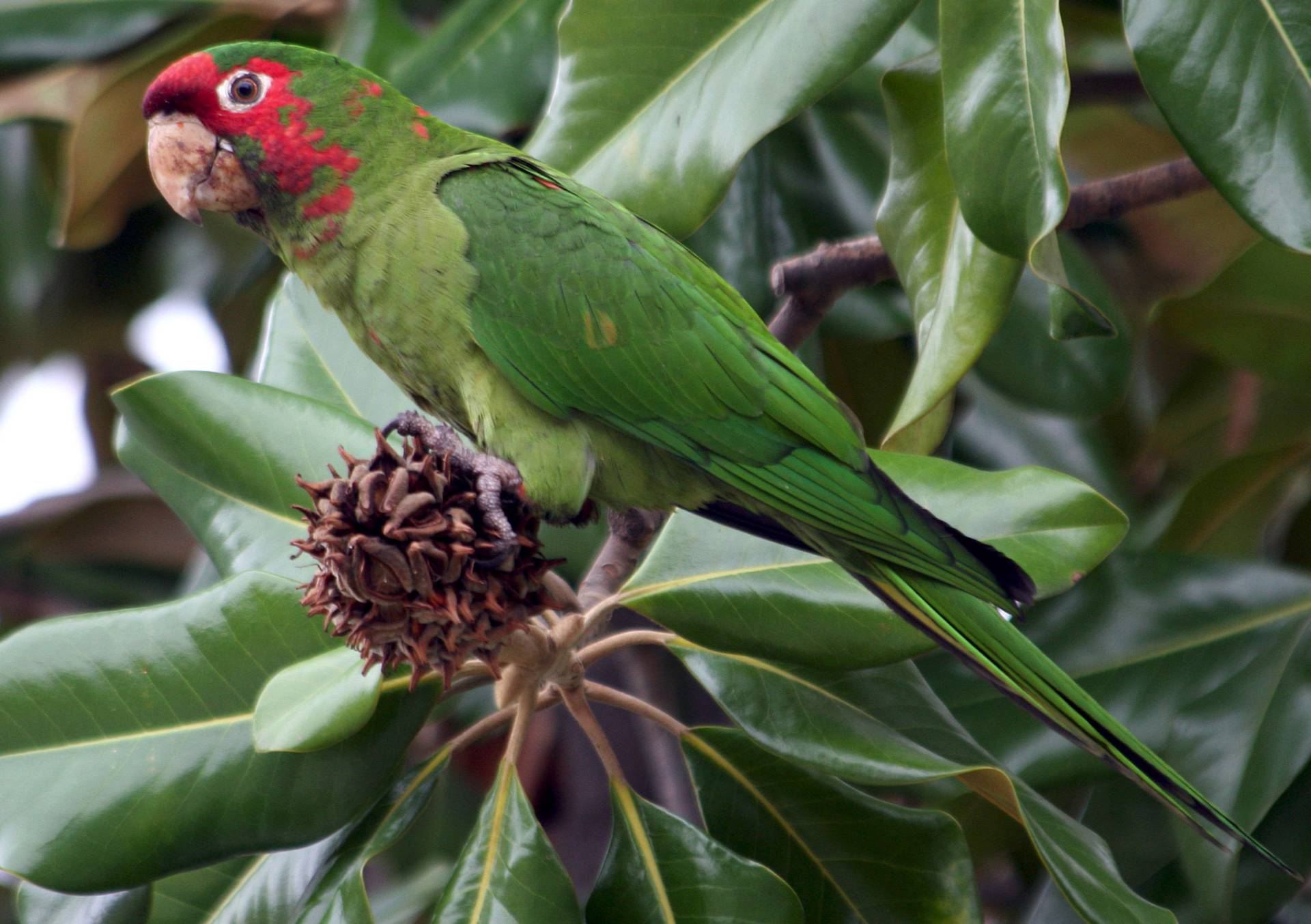 Conuro mitrato (aratinga mitrata)