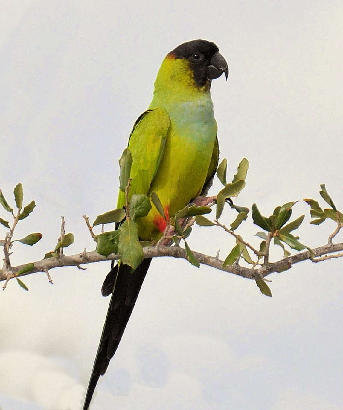 Conuro Nanday (Aratinga nenday)