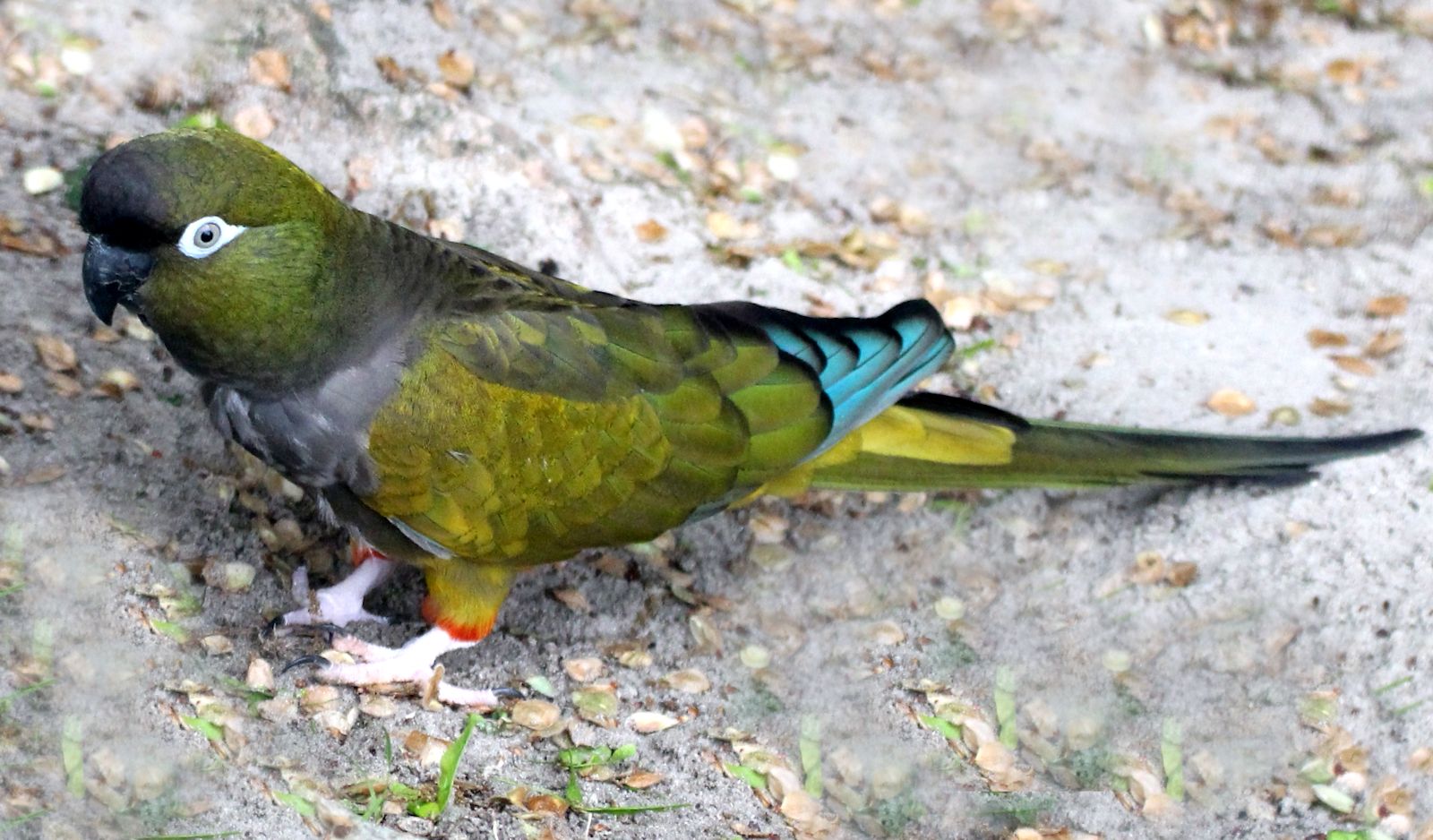 Conuro della patagonia (cyanoliseus patagonus)