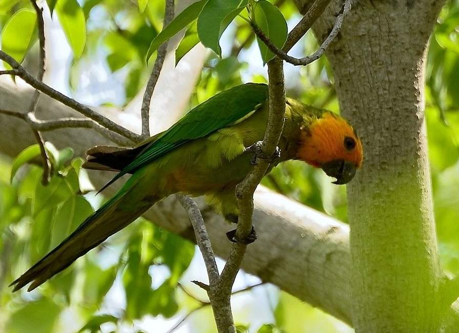 Conuro gola bruna (Eupsittula pertinax)