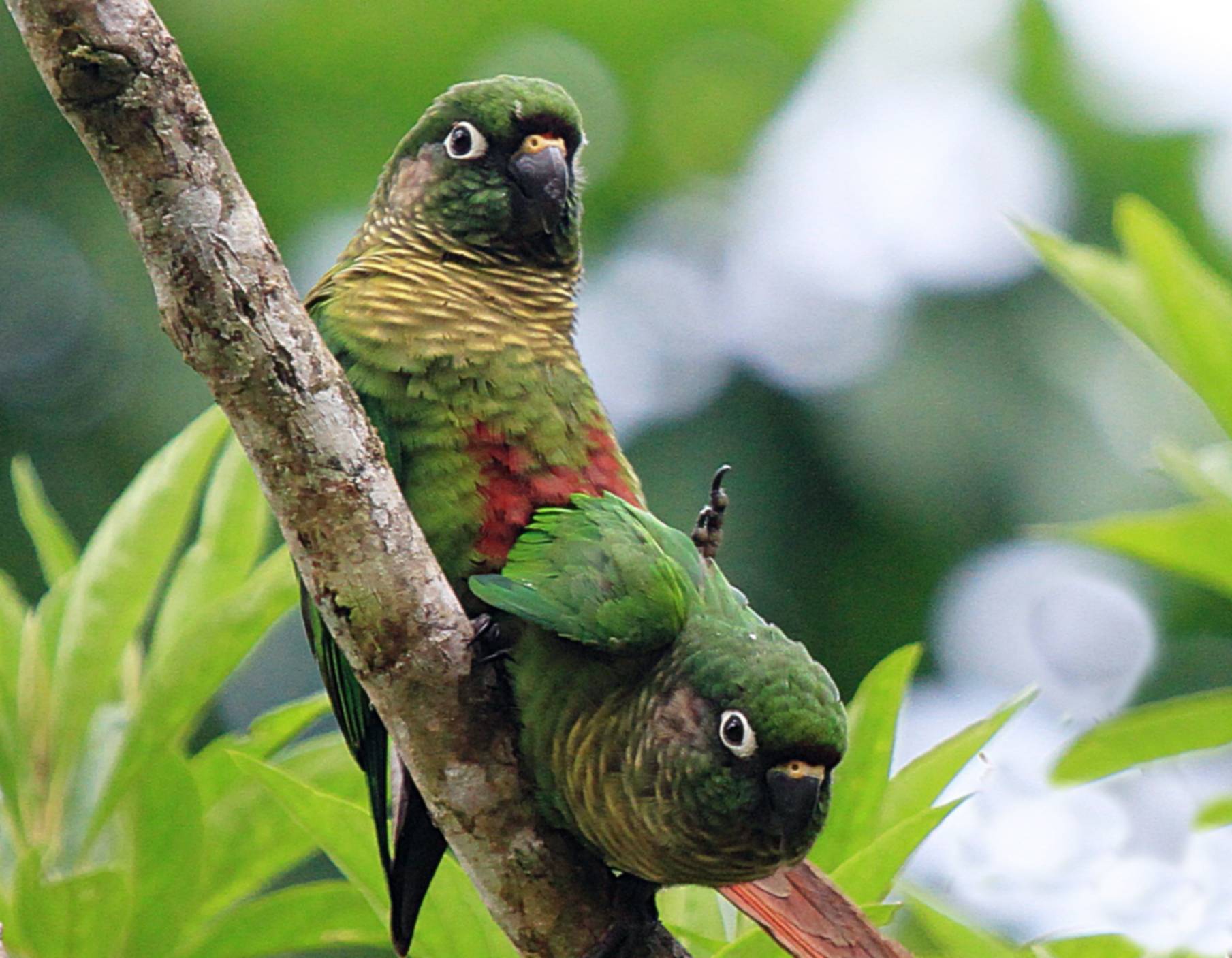 Conuro ventre marrone (Pyrrhura frontalis)