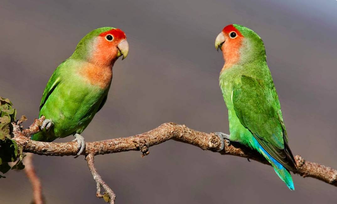 Coppia di inseparabili a faccia rosa (Agapornis roseicollis)