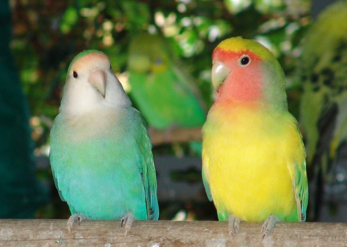 Inseparabile a  collo rosa (Agapornis Roseicollis)