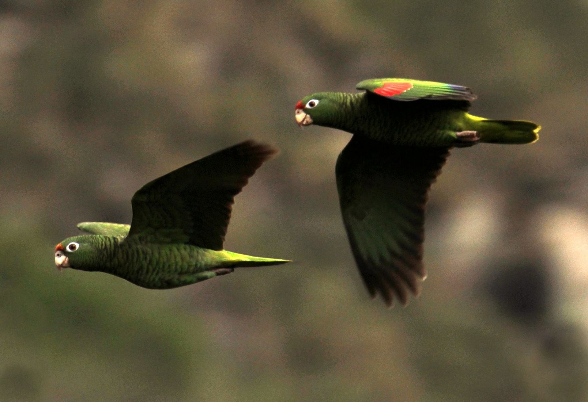 Amazzone di Tucuman (amazona tucumana)