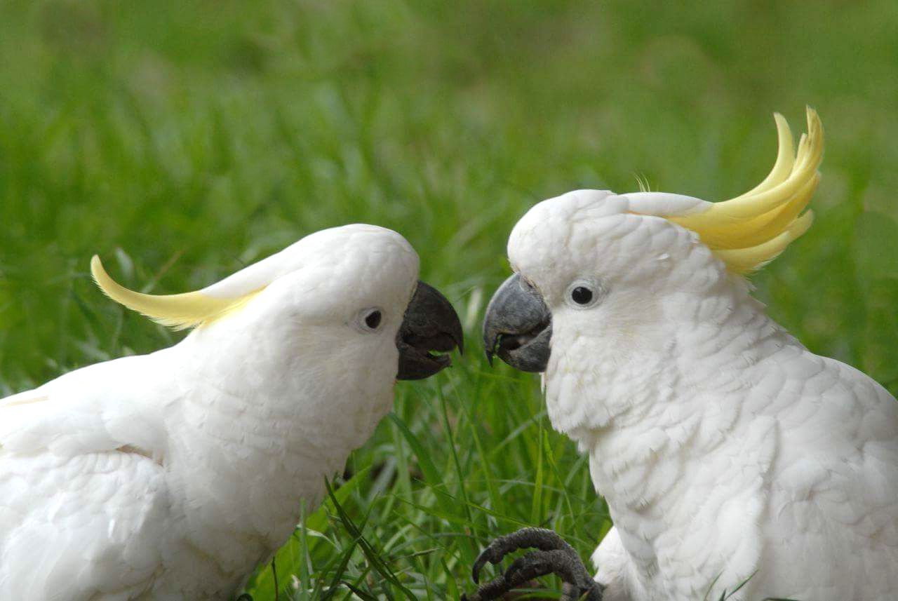 Coppia di cacatua ciuffo giallo (cacatua galerita)