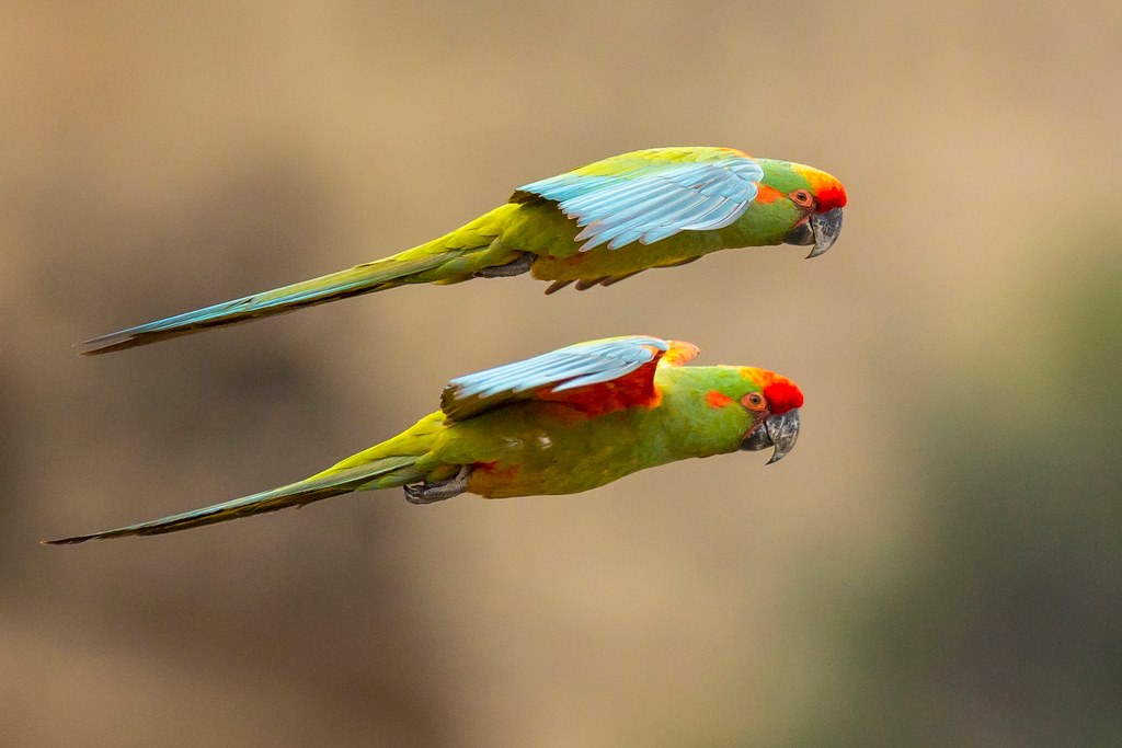 Coppia di ara fronte rossa (ara rubrogenys) in volo