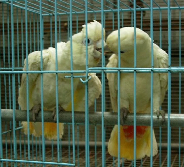 Cacatua delle Filippine (cacatua haematuropygia)
