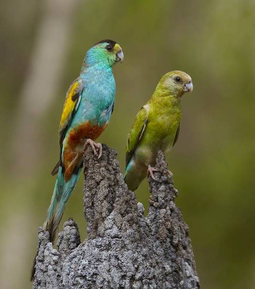 Coppia di parrocchetti ali gialle (psephotus chrysopterigius)