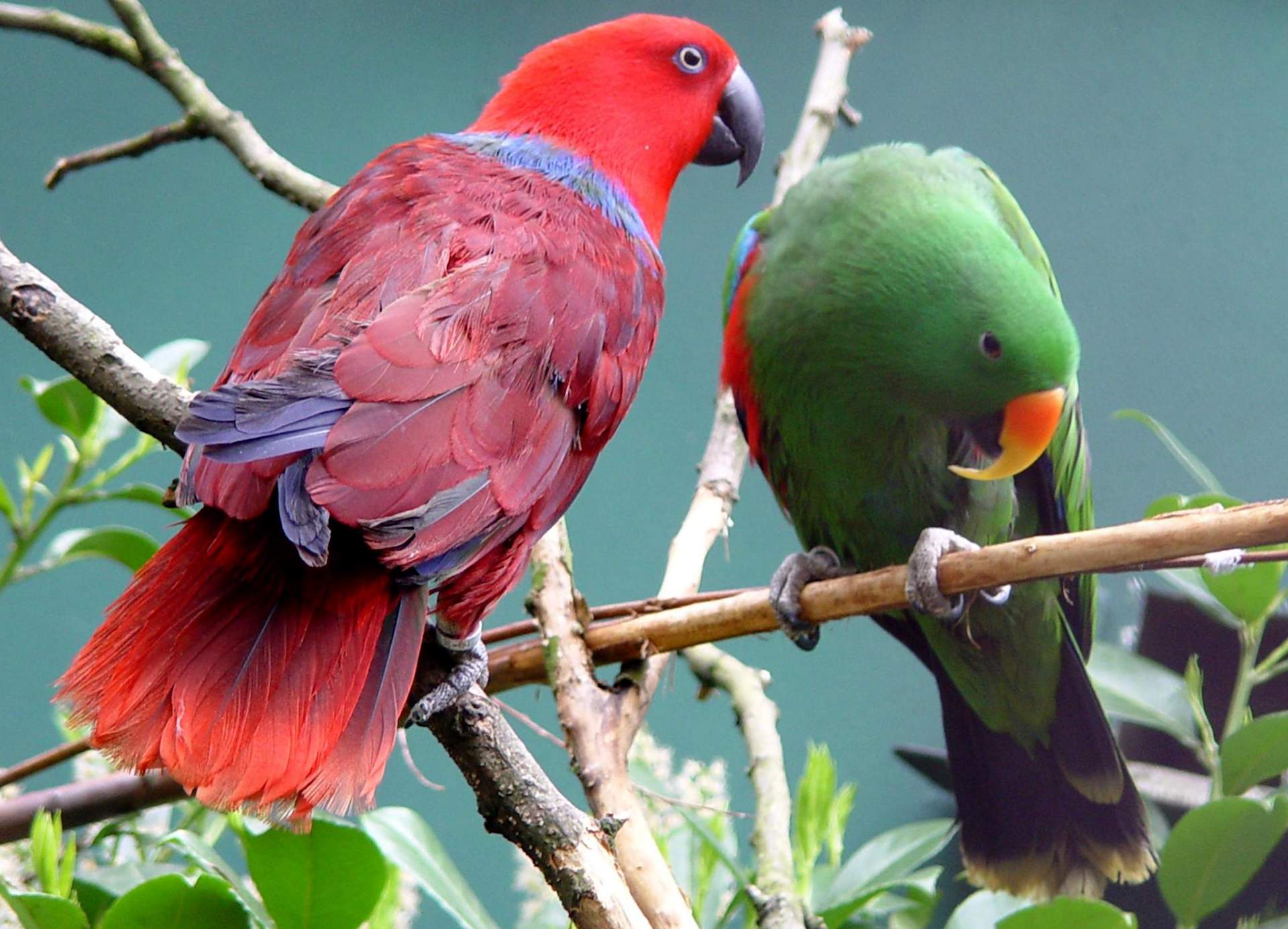 Coppia di Ecletti (Eclectus roratus)