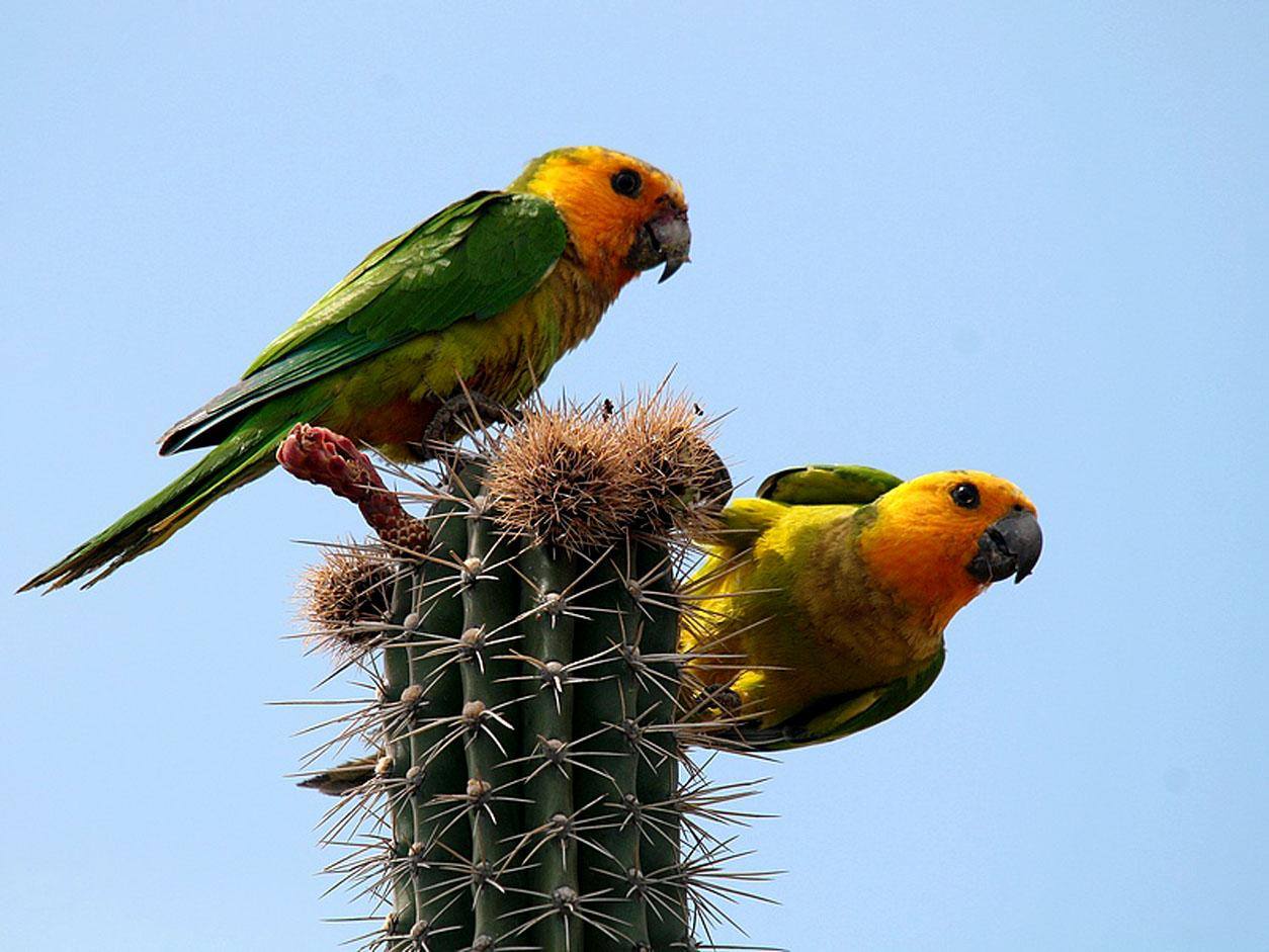 Coppia di pappagalli conuro gola bruna (eupsittula pertinax xanthogenia)