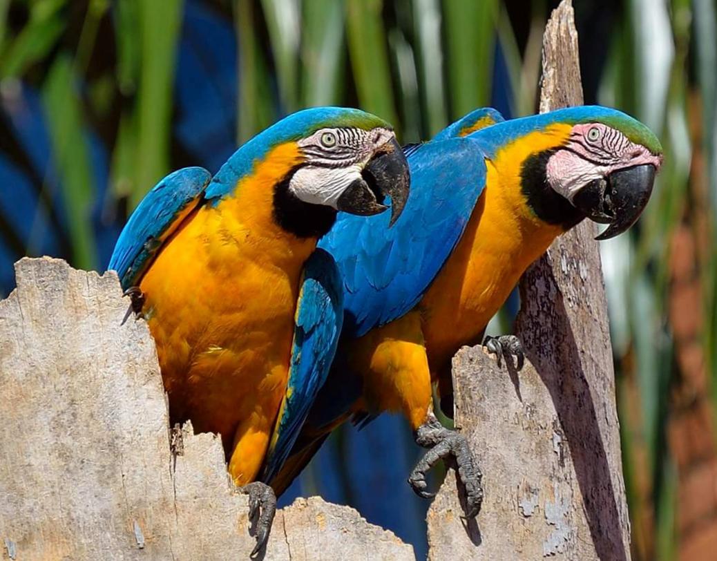 Coppia di Ara gialla e blu (Ara ararauna)