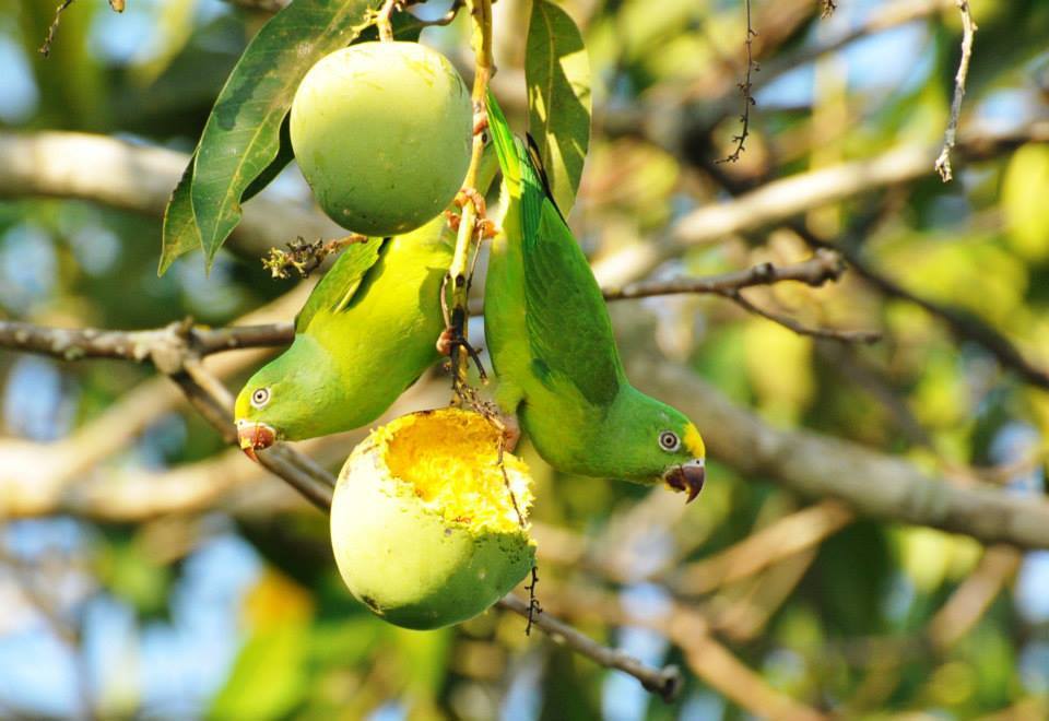 sottospecie takatsukasae (Brotogeris sanctitomae takatsukasae)