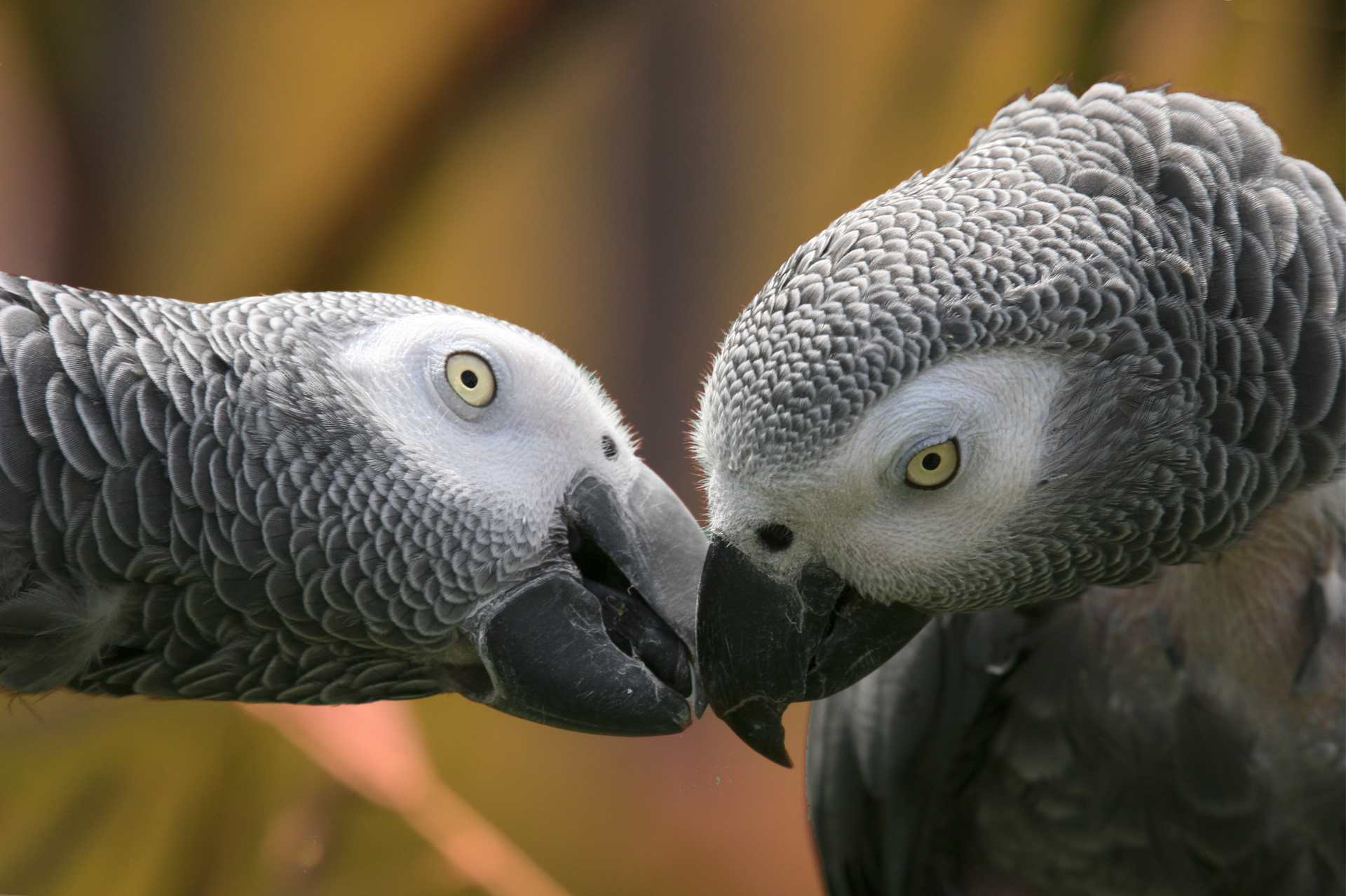 Coppia di pappagalli cenerini (psittacus erithacus)